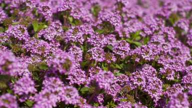 Część kieleckiego ogrodu botanicznego została otwarta