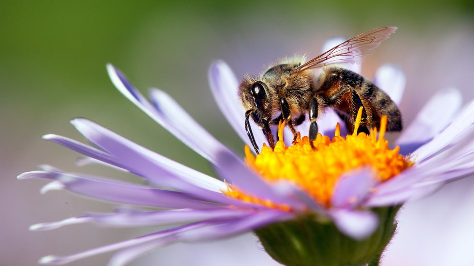 Użądliła cię osa lub pszczoła? Nie używaj popularnego środka