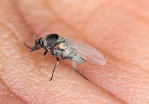 Muva klintonka naziva se i crna muva ili bivolja mušica
