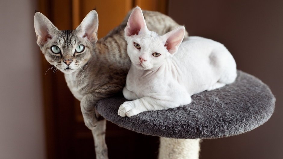 Devon rex