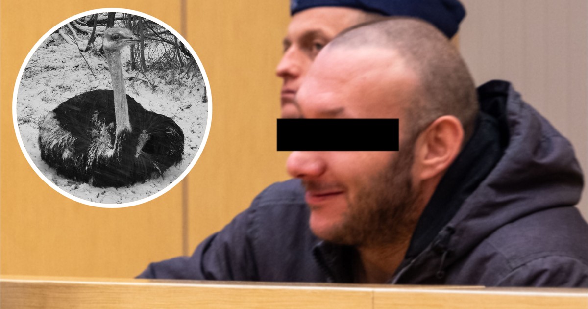 Proces wspólnika w sprawie bestialskiego zabójstwa strusia Zenka