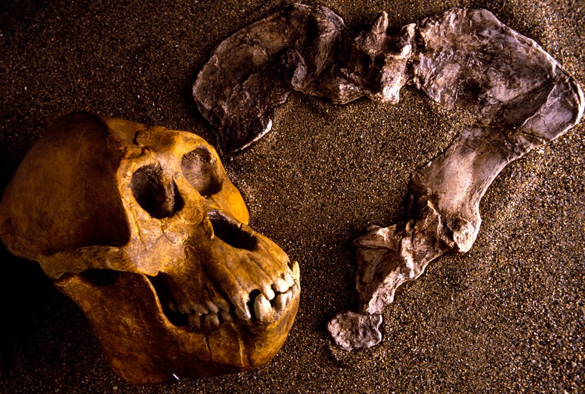 Fosil drevnog majmuna iz Toskane slične starosti