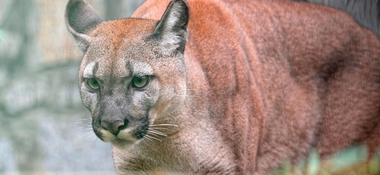 Poznańskie zoo podpisało ugodę z byłym właścicielem pumy Nubii