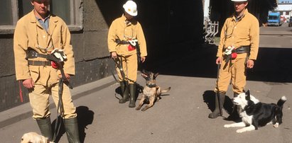 Psy podjęły trop. Ratownicy szukają górnika