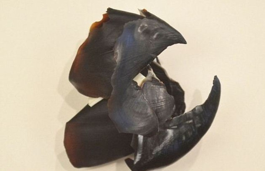 Jedno od "umetničkih dela" s gomile smeća drevne džinovske hobotnice