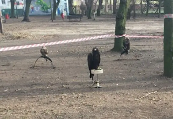 Drapieżne ptaki przywiązane linkami w Świętojańskim Parku. Mieszkańcy zszokowani