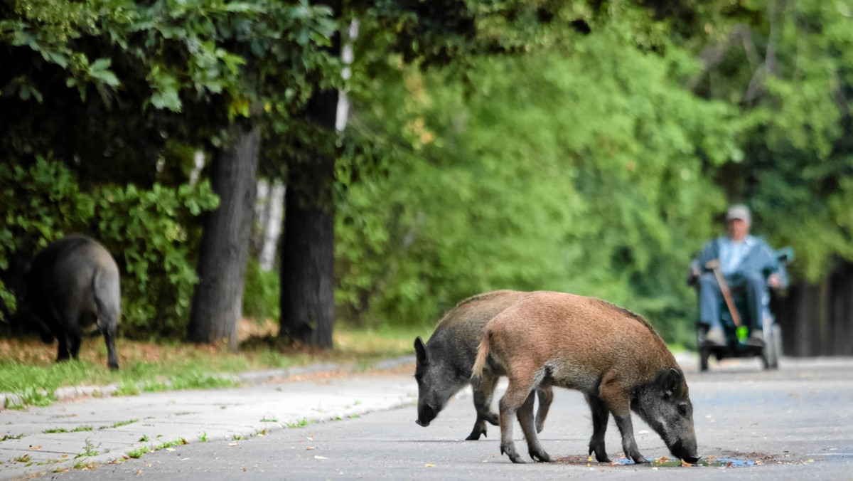 Cmentarz Osobowicki, największa nekropolia we Wrocławiu została zamknięta dla odwiedzających groby po tym jak na terenie cmentarza pojawiło się stado dzików.