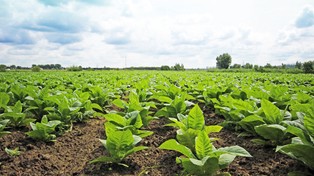 Ardanowski: Polska jest rajem bezpiecznej żywności