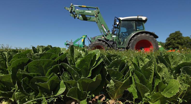 Fields of romaine lettuce can be susceptible to E. coli contamination from nearby cattle farms. E. coli can also spread if people don't wash their hands.