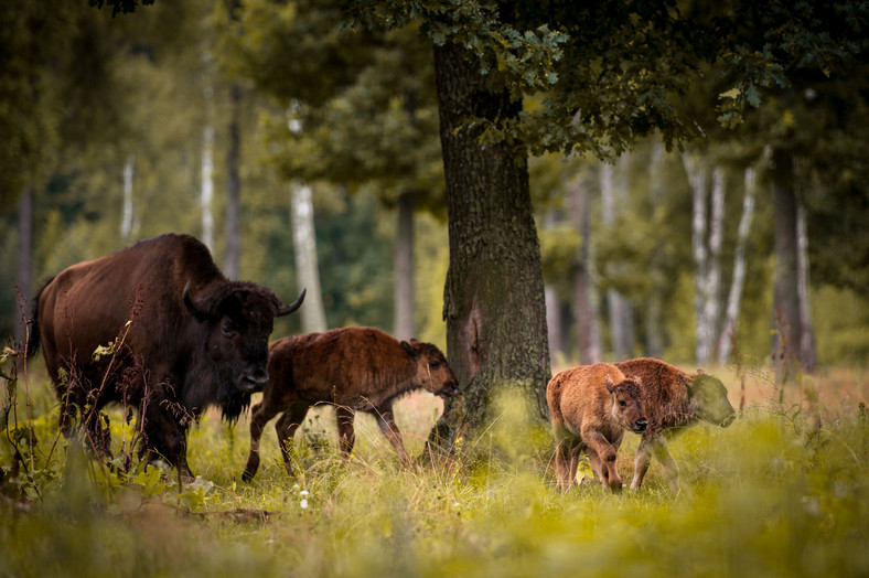 Żubry, Puszcza Białowieska