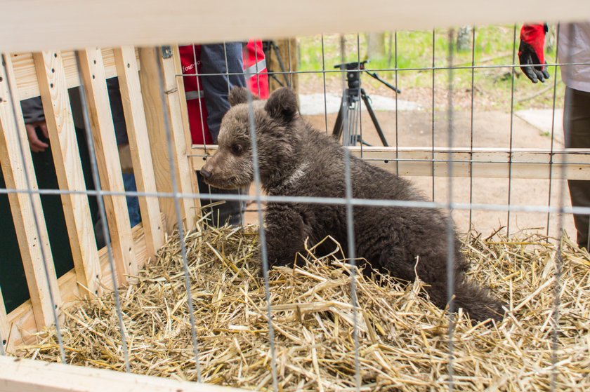 Niedźwiedzica Cisna zamieszkała w poznańskim Zoo