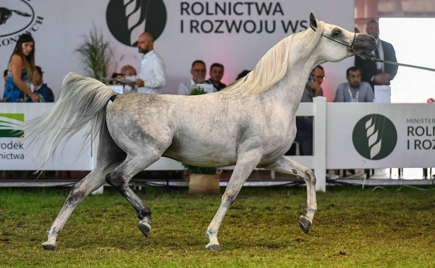 Ogier Pomian podczas pokazu koni biorących udział w aukcji „Pride of Poland”