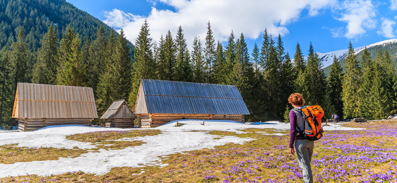Krokusy w Tatrach na majówkę? W kwiatach czyha niebezpieczeństwo
