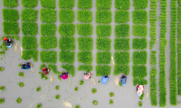 Rice Farming In Jiangsu China