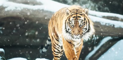 Zoo zimą jest magiczne! "Tygrysy też kochają śnieg"