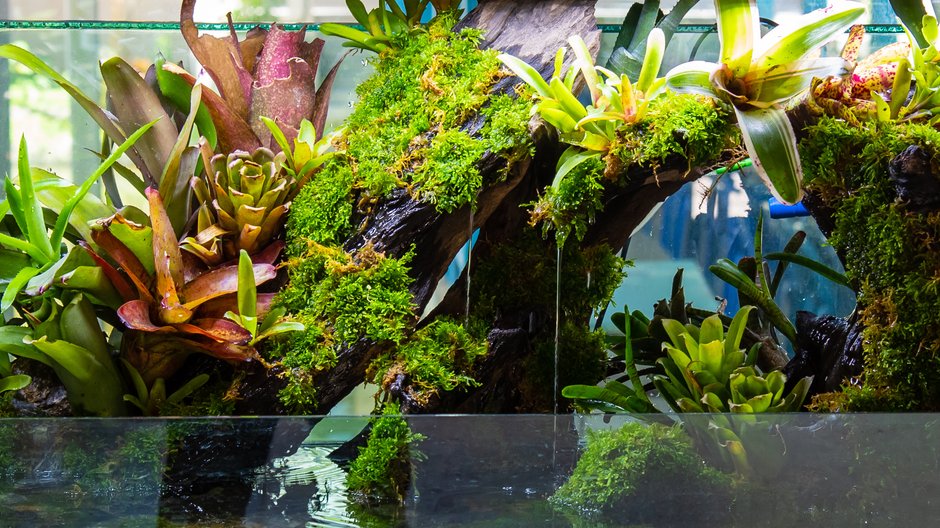 Paludarium - coffmancmu/stock.adobe.com