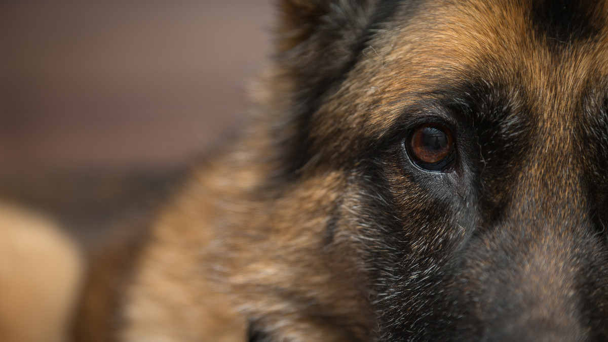 Pierwsze przypadki śmierci psów zauważono w Oslo. Nieznana choroba zaatakowała w 13 miastach Norwegii. Jak potwierdzili weterynarze, sekcja zwłok psów wykazała dwa nietypowe rodzaje bakterii - informuje BBC.