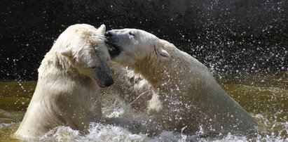 Niedźwiedzie polarne chłodzą się w upały