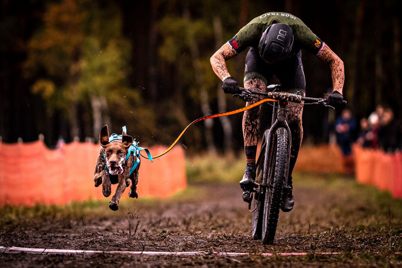 Bikejoring - sport, w którym jeden lub dwa psy ciągną rower górski