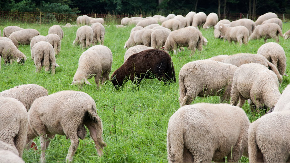 Owce (zdj. ilustracyjne)