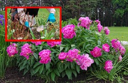 Jak i kiedy sadzić piwonie? Uważaj na jeden błąd, bo nie zakwitną na wiosnę