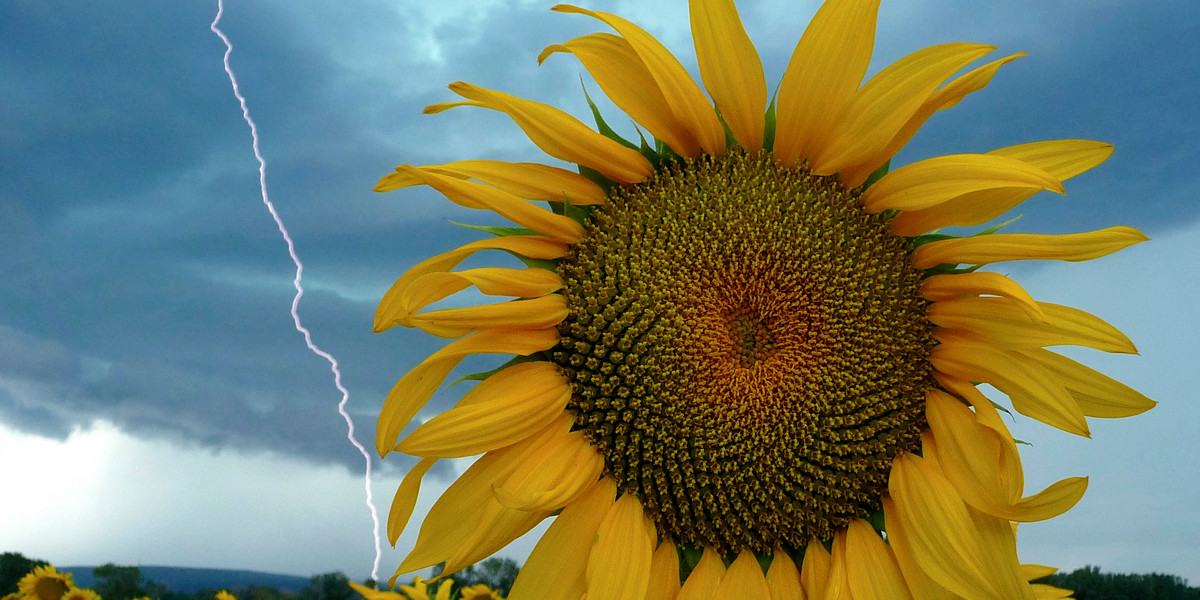 A sunflower field is seen in stormy weather near Donzere, southern France, August 5, 2011.
