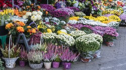 Oszustwo na chryzantemy. Zapadł wyrok