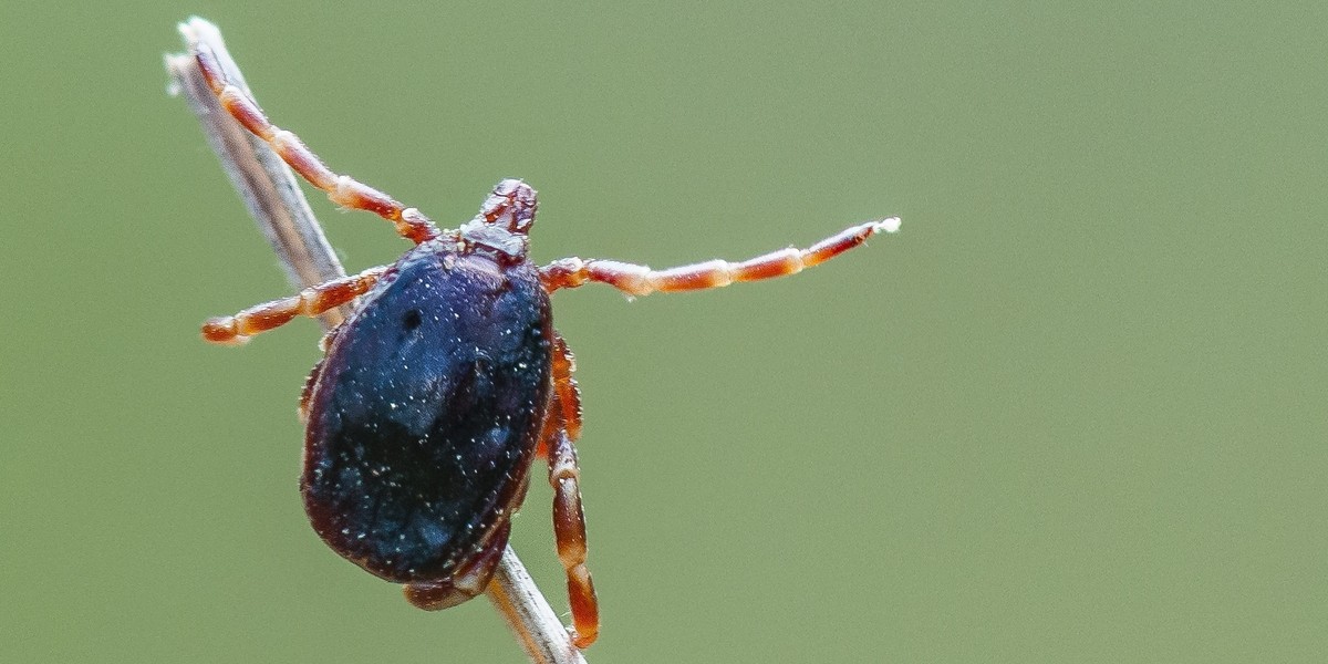 Kleszcze Giganty W Polsce Gatunek Hyalomma Przenosi Egzotyczne Choroby 3338