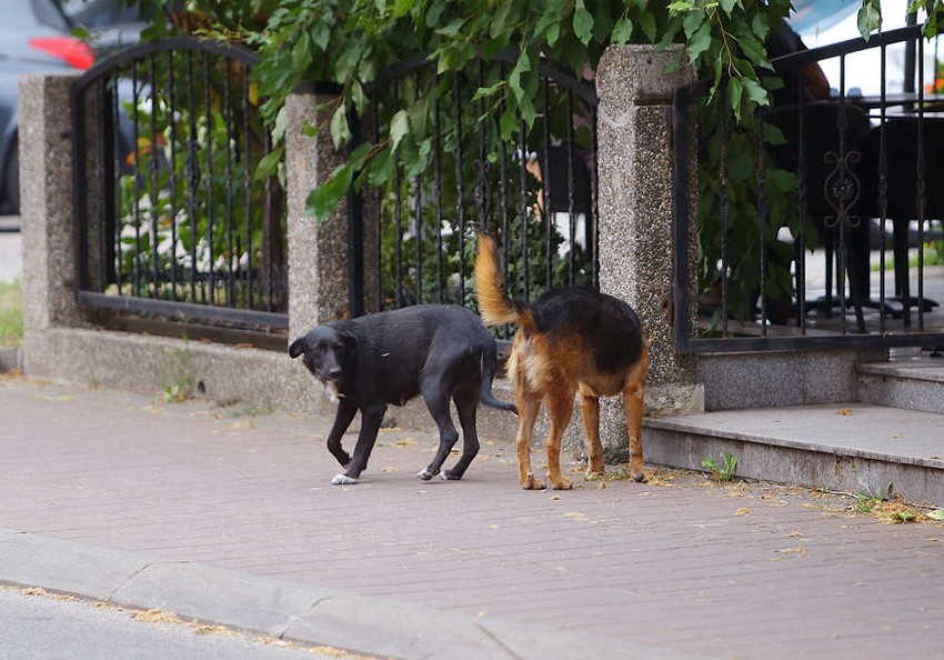 Pojedine Valjevce psi lutalice su "ujeli" čak četiri puta mesečno