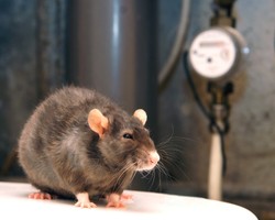 Szczur biegał po półkach i konsumował wędliny z Biedronki [WIDEO]