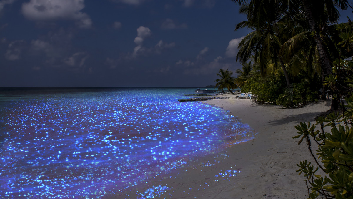 "Morze gwiazd", jedna z największych atrakcji Malediwów. Czy istnieje naprawdę?