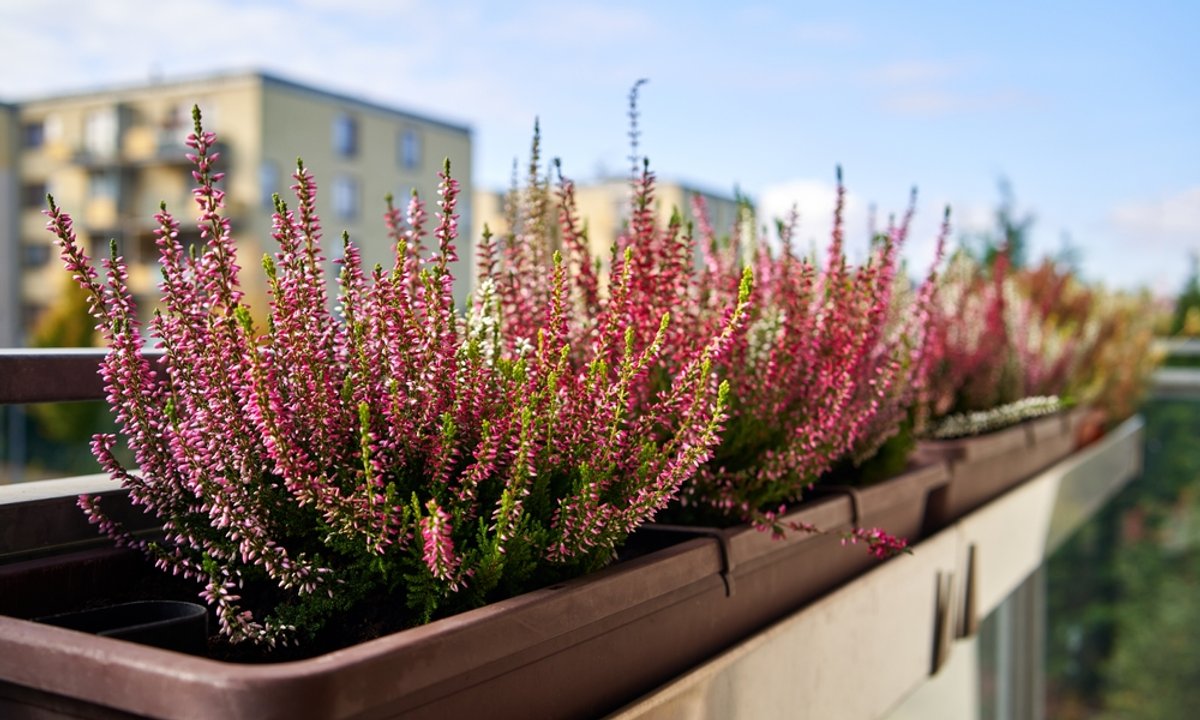 Kupujemy wrzosy. Po tym poznasz, iż roślina jest zdrowa i nie natniesz się w sklepie