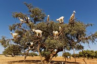 Argan trees and the goats on the way between Marrakesh and Essaouira in Morocco.Argan Oil is produce