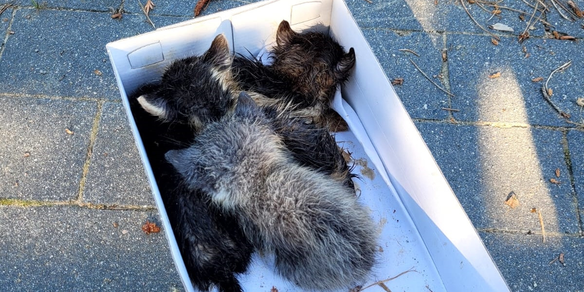 Zduńska Wola. Cztery małe koty znalezione w śmietniku. Były w torbie.