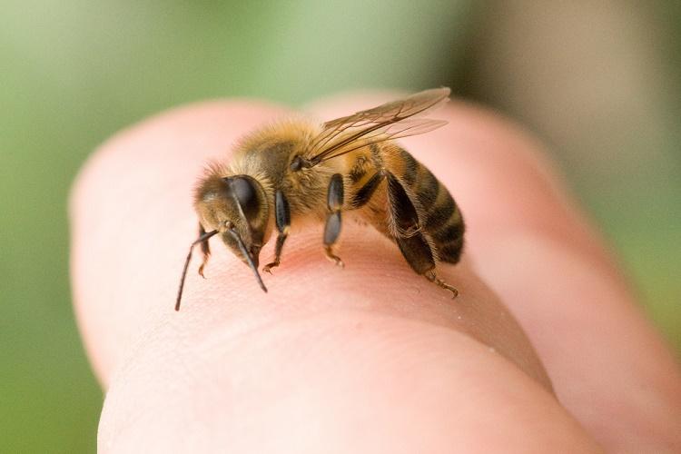 cukorbetegség alapító méhek kezelése
