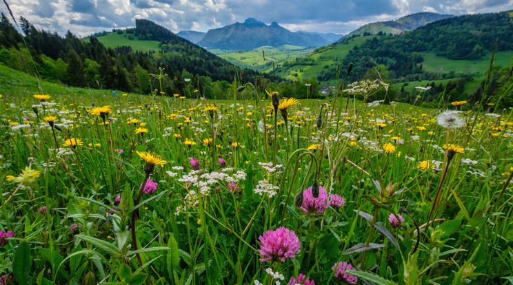 Fotó: Shutterstock