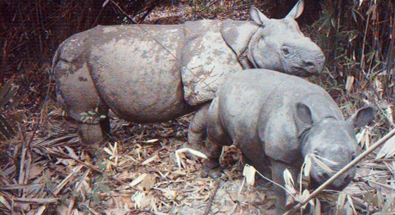 A rare image from 2012 shows a critically endangered Java rhino taking care of its calf at Indonesia's Ujung Kulon National Park