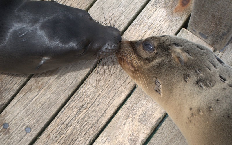 Wyspa Galapagos