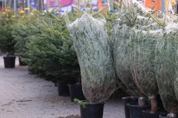 jak sprawdzić, czy choinka jest świeża? te triki warto znać przed zaku