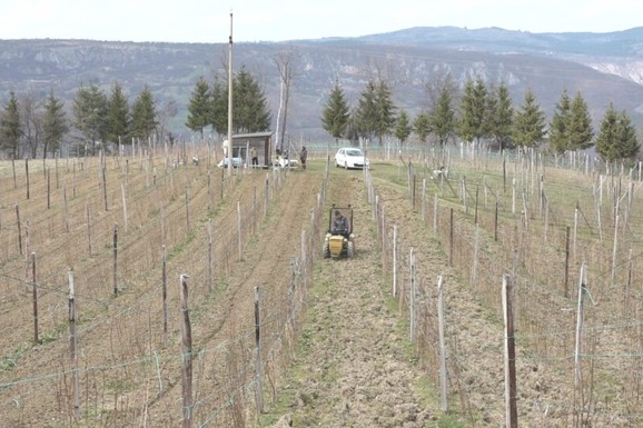 Uzgaja crveno zlato na površini od preko hektara! Radivoje već ima pune ruke posla u svom malinjaku i kaže: Uloženi trud često ne prati zarada (FOTO)
