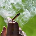 Od środy marihuana będzie legalna w Kanadzie. Rynek wart jest ok. 7 mld dolarów kanadyjskich