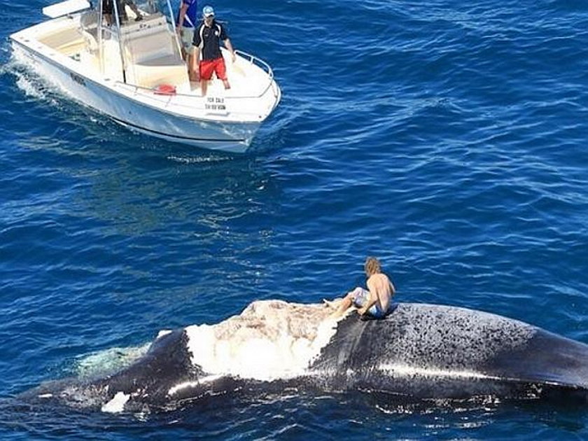 Australijczyk na martwym wielorybie