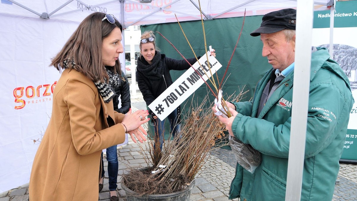 W dwie godziny gorzowski magistrat rozdał 760 sadzonek drzew w ramach akcji na 760-lecie miasta. W związku z ogromnym zainteresowaniem mieszkańców w ich ręce trafi kolejne 760 drzew.