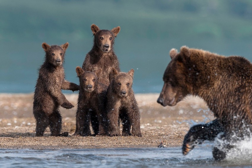 Kliknite za uvećanje (+)