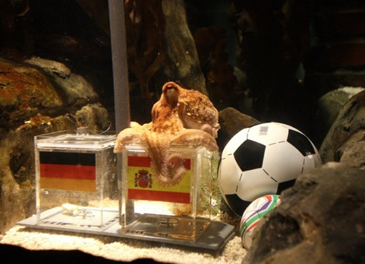 GERMANY - ANIMAL - FBL - WC2010 - GER - ESP - OCTOPUS - OFFBEAT