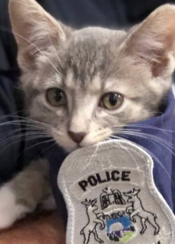 Ilyen sem volt még! Egy macska kapott munkát egy detroiti rendőrségen -  Noizz