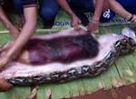 Woman found dead inside a giant python after going missing for 24 hours
