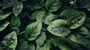 A növények valóban „sikoltoznak”, csak nem hallottuk... egészen mostanáig – itt a felvétel