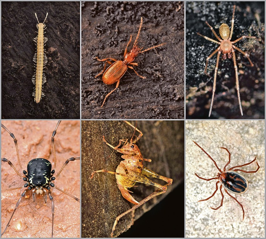 Prikaz odabranih zglavkara iz Resavske pećine ( gornji red, sleva) : Stonoga Serbosoma kucajense (“kučajska serbozoma”), trčuljak Duvalius petrovici (“Petrovićev duvalijus”), pauk Centromerus serbicus (“srpski centromerus”);  (donji red, sleva): kosac Paranemastoma sillii, zrikavac Troglophilus neglectus  krpelj Ixodes vespertilionis