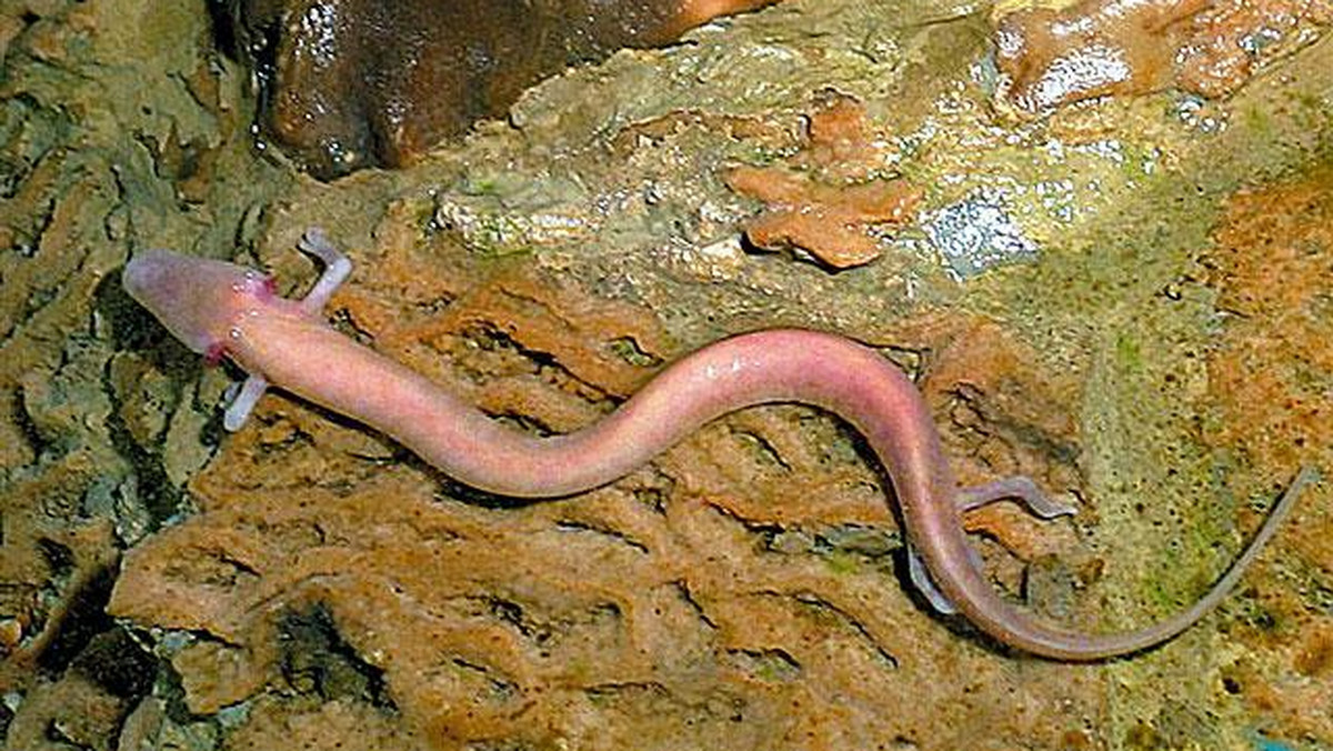 Prawie 300 lat temu gdzieś głęboko w jednej ze słoweńskich jaskiń odkryto ślepą salamandrę, którą uznano za potomka smoków. Jest niezwykła pod każdym względem m.in. dlatego, że jej przeciętna długość życia wynosi prawie 69 lat, jednak uważa się, że może dożyć nawet do setki!
